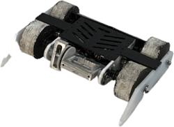 Rockfish in June 2023