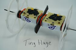 Tiny Huge in August 2019