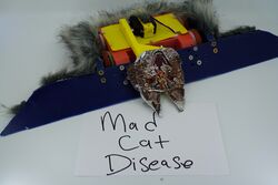 Mad Cat Disease in July 2020