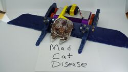 Mad Cat Disease in September 2020