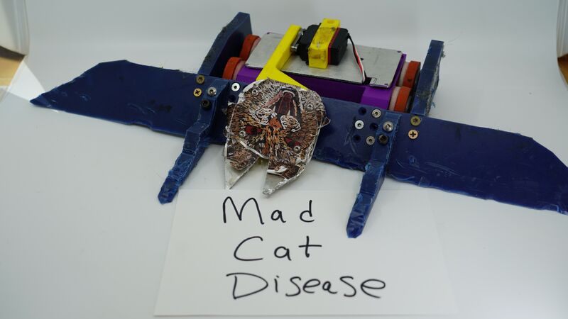 File:Mad Cat Disease Sept-2020.jpg