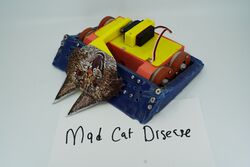 Mad Cat Disease in January 2020
