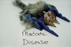 Mad Cat Disease in August 2019