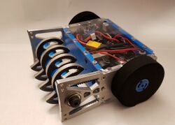 Wolf Pup in June 2022